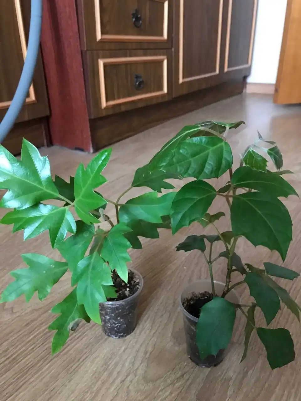 Укоренённые черенки циссуса