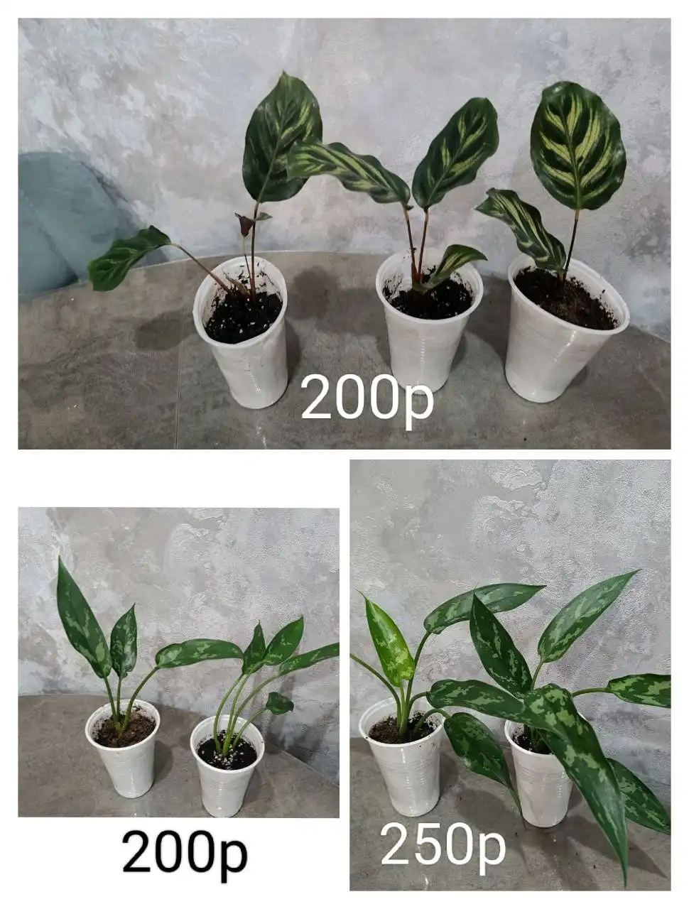 Комнатные растения в Оренбурге