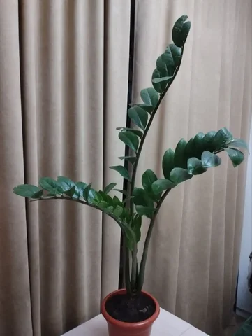 Продажа замиокулькаса в Оренбурге - частное объявление в Оренбург