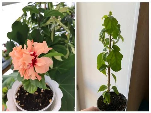 Продажа комнатного растения Гибискус оранжевый - Хобби и отдых в Оренбург