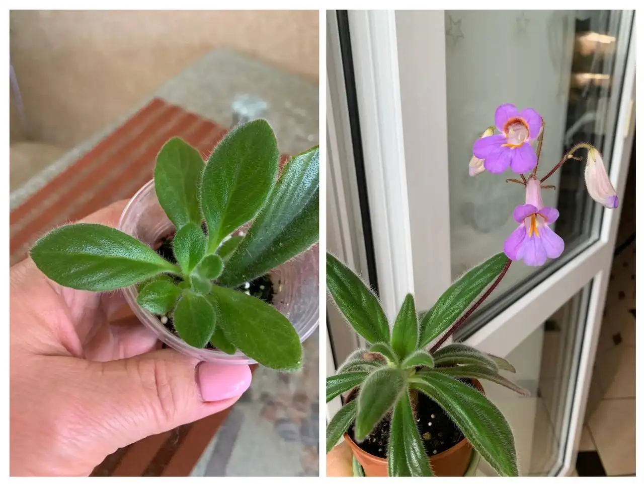 Хирита комнатное растение