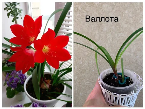 Валлота комнатное растение - Хобби и отдых в Оренбург