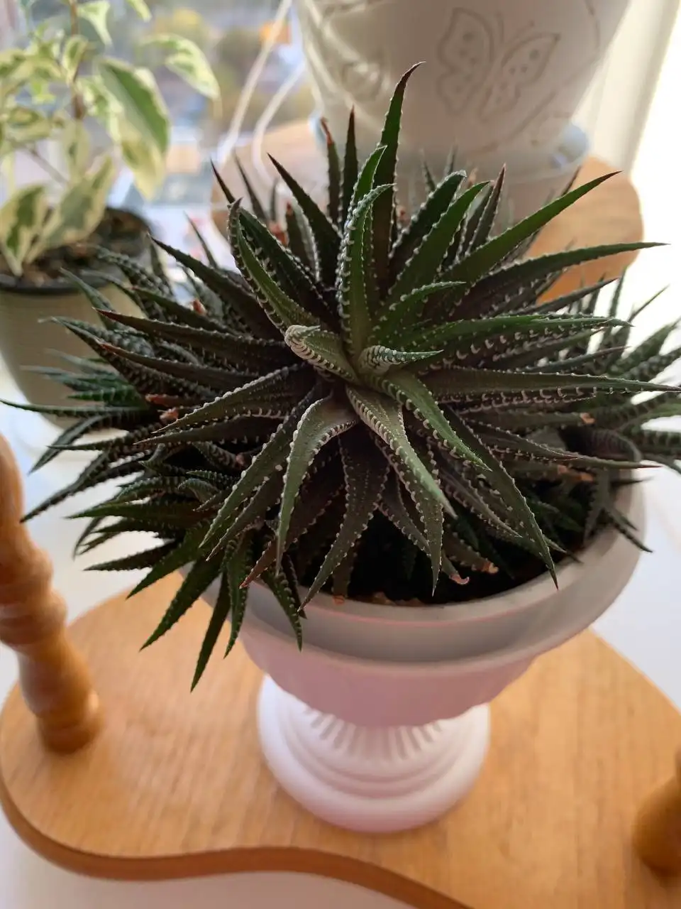 Продажа хавортии в Оренбурге