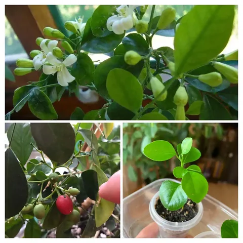 Продажа сеянцев Муррайи метельчатой - Хобби и отдых в Оренбург