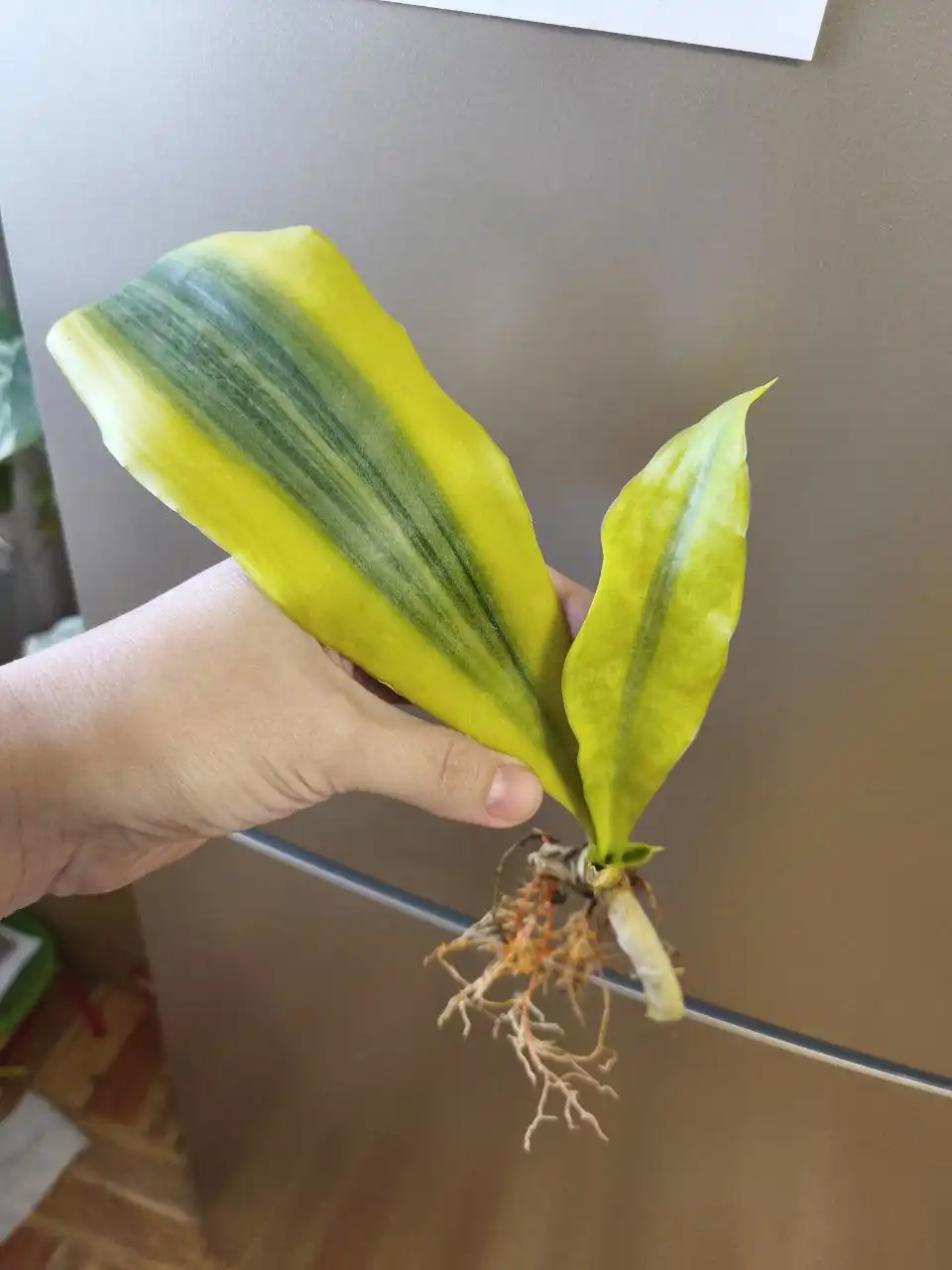 Сансевиерия в центре Оренбурга