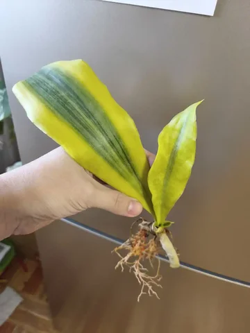 Сансевиерия в центре Оренбурга - Хобби и отдых в Оренбург