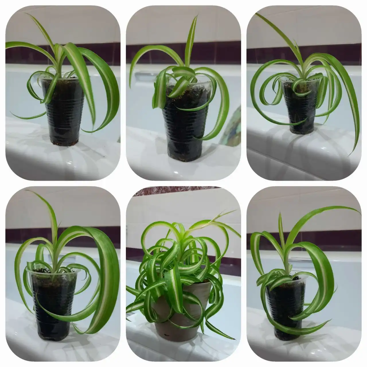 Хлорофитум бонни