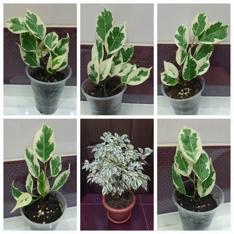 Фикус Твилайт комнатное растение - Для дома и дачи в Оренбург