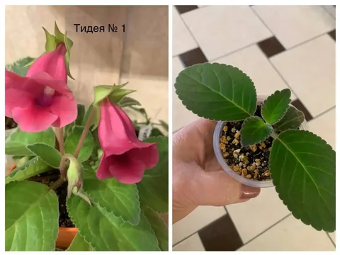 Тидея розовая - Хобби и отдых в Оренбург