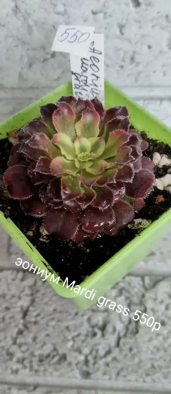 Скидка на комнатные растения в Оренбурге