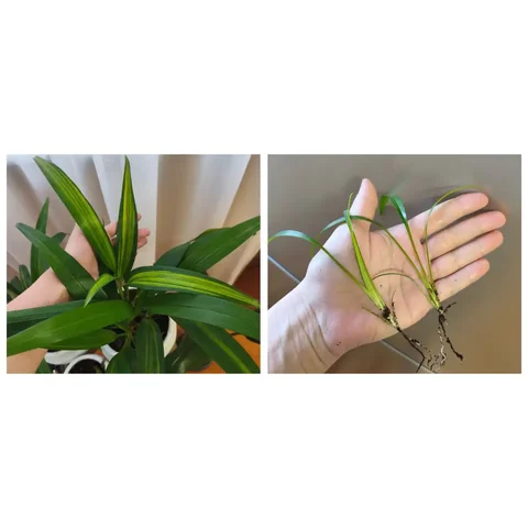 Хлорофитум Шарлотта - Хобби и отдых в Оренбург