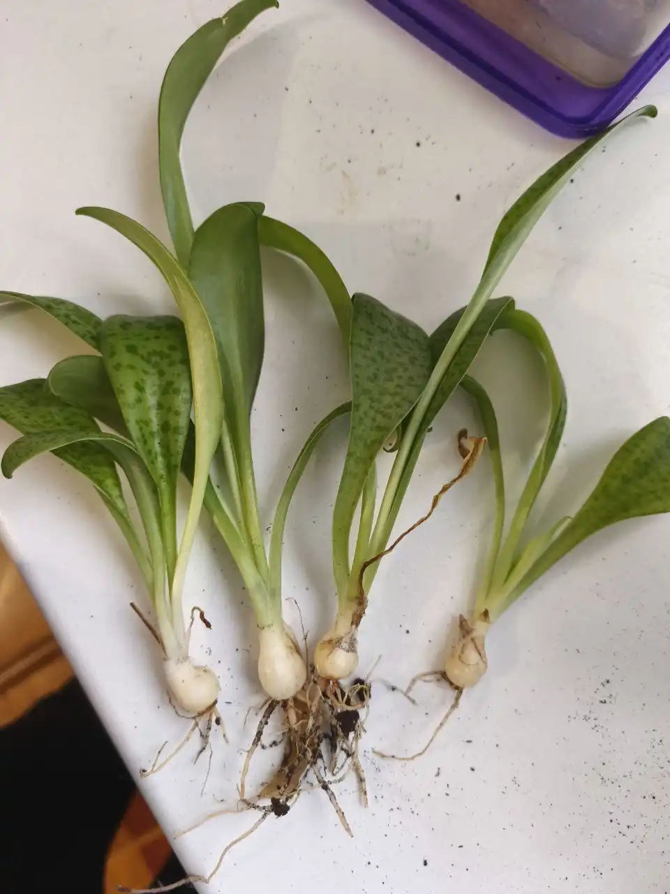 Продажа дримиопсиса в Оренбурге