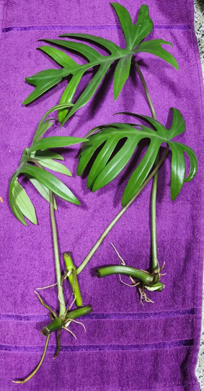 Филодендрон Майо черенки для посадки