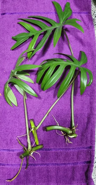 Филодендрон Майо черенки для посадки - Хобби и отдых в Оренбург