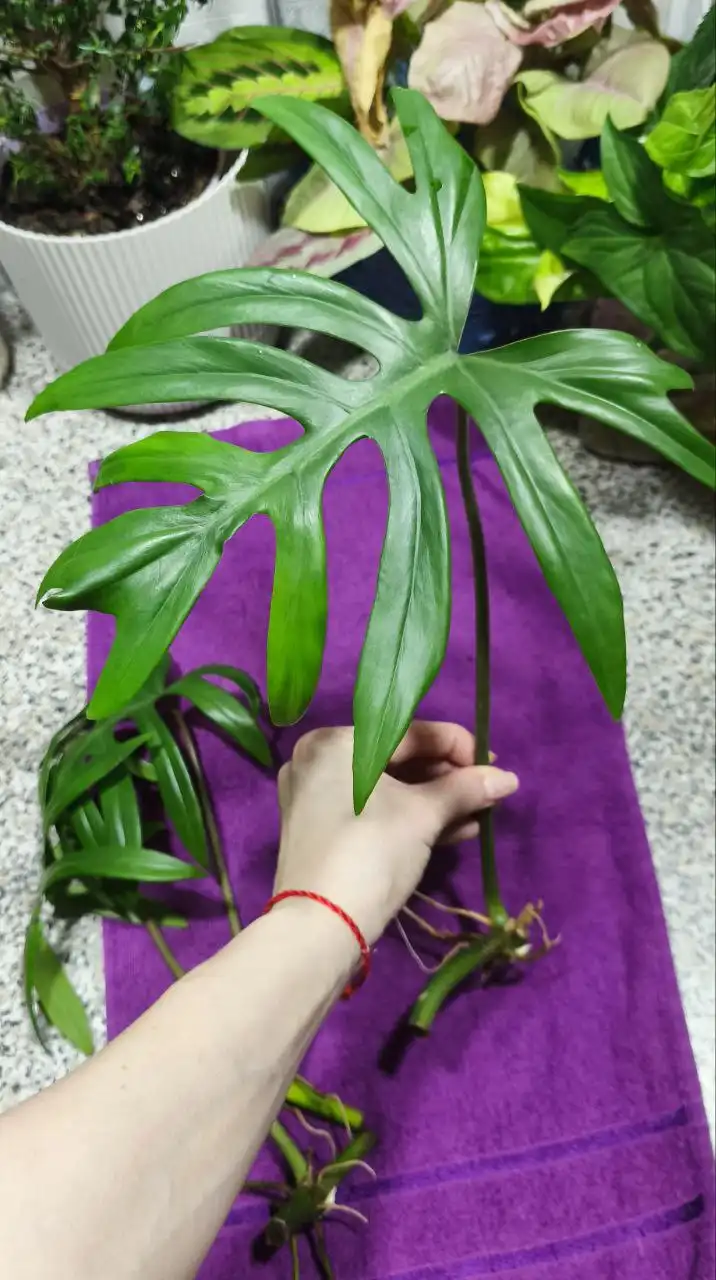 Филодендрон Майо черенки для посадки