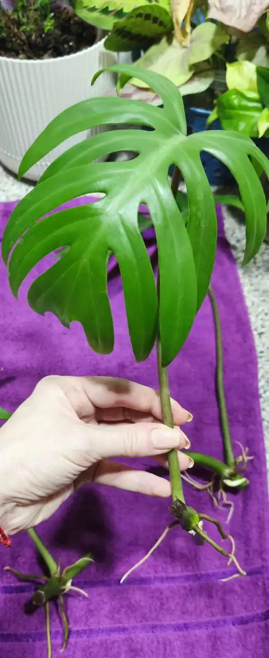 Филодендрон Майо черенки для посадки