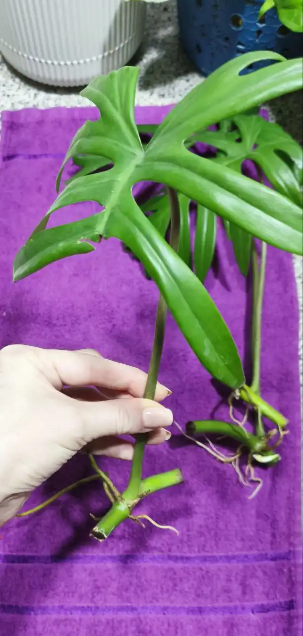 Филодендрон Майо черенки для посадки