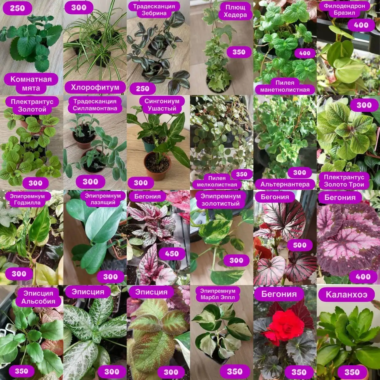 Комнатные растения в Оренбурге