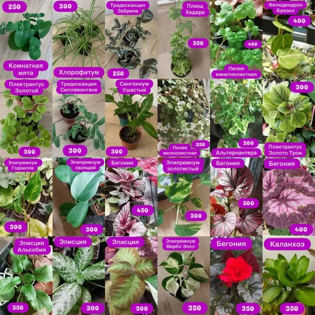 Комнатные растения в Оренбурге - Барахолка в Оренбург