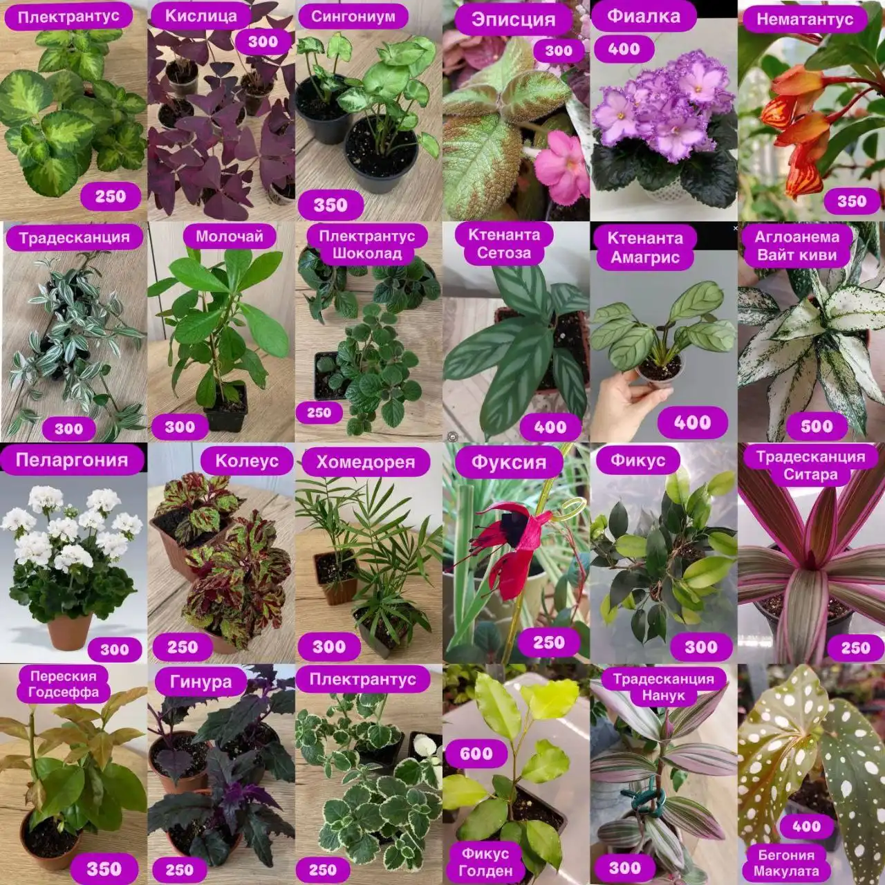 Комнатные растения в Оренбурге