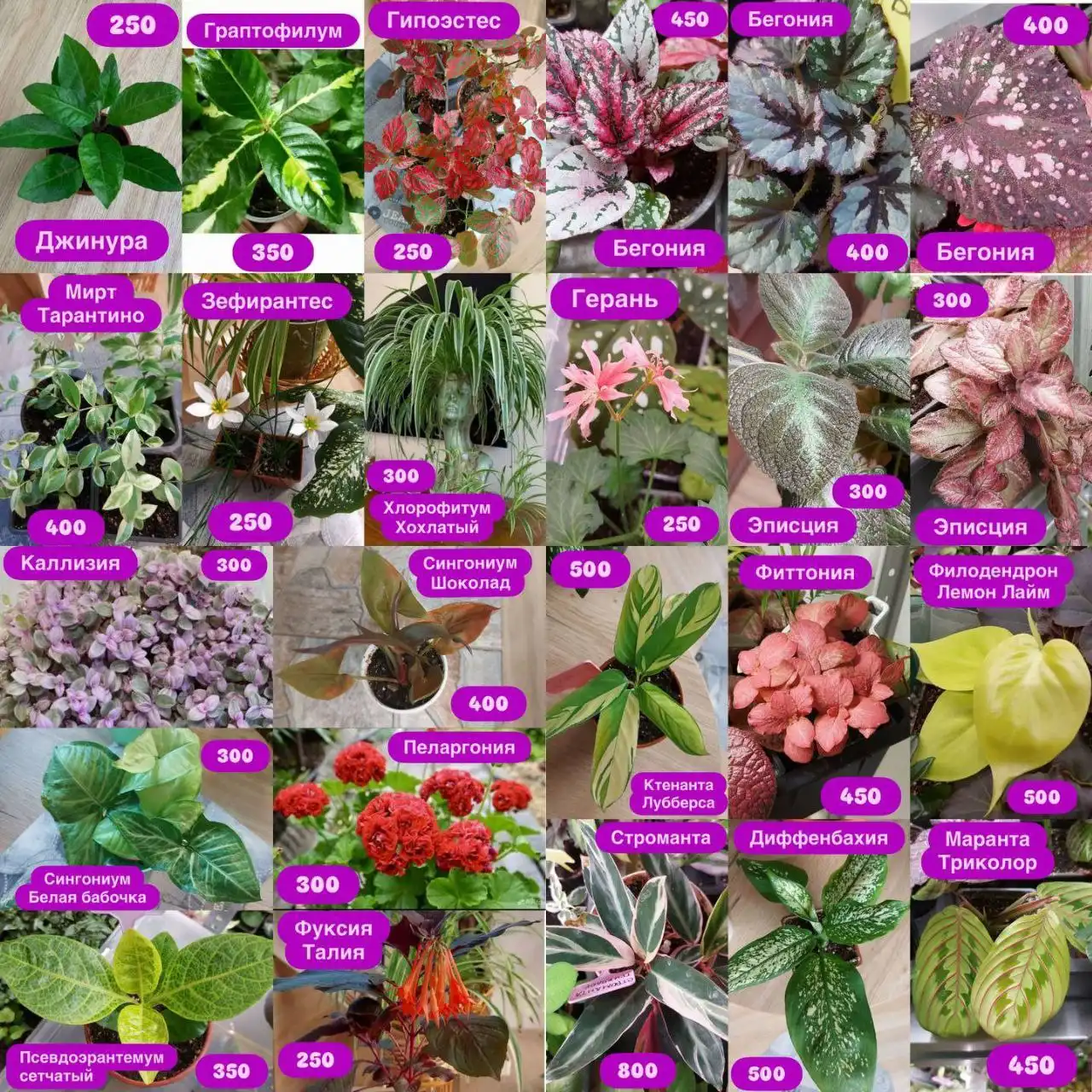 Комнатные растения в Оренбурге