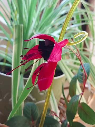 Продам фуксию - Хобби и отдых в Оренбург