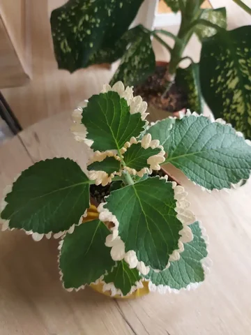 Продаю плектрантус - Хобби и отдых в Оренбург