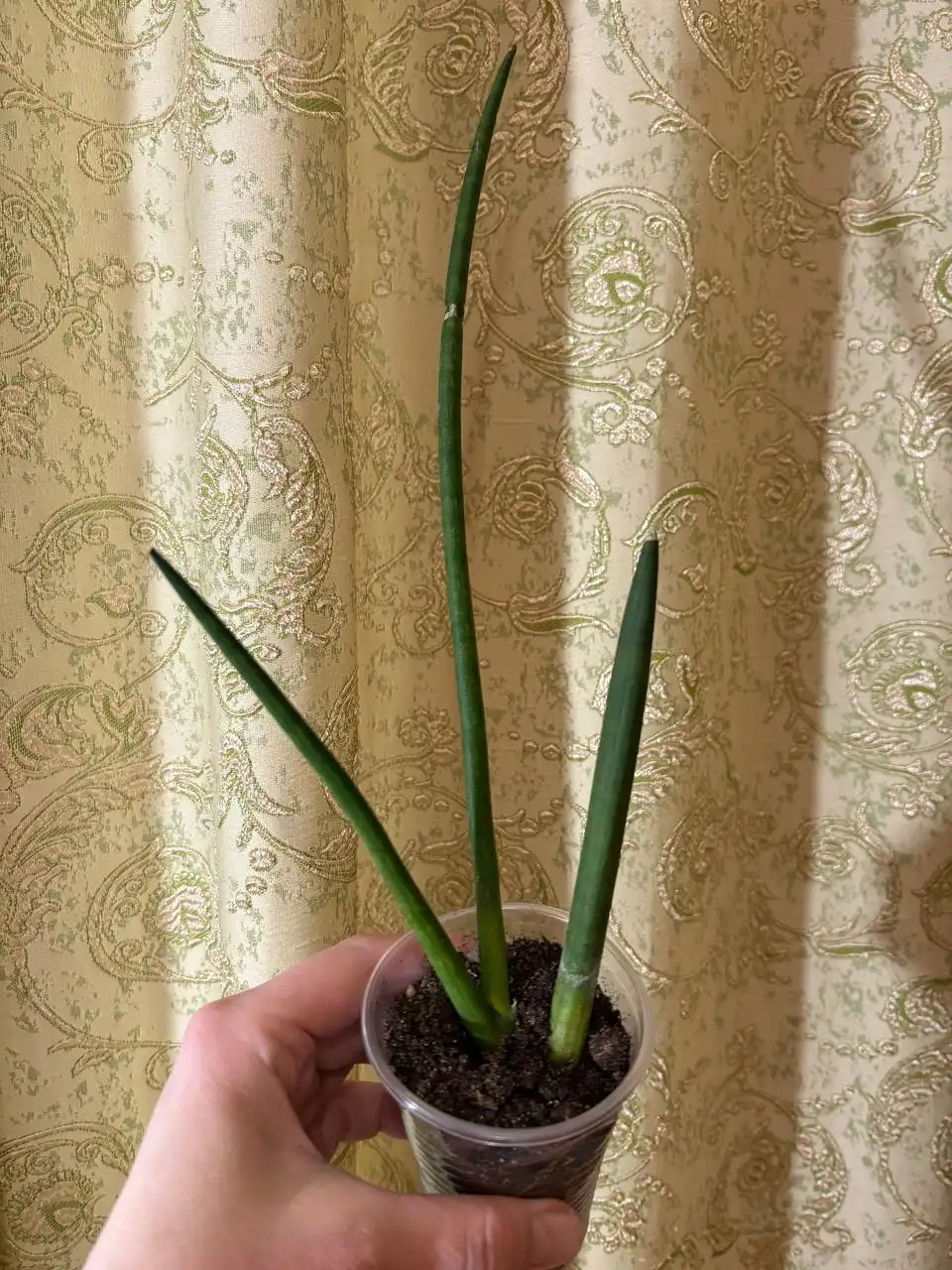 Сансивиерия цилиндрика