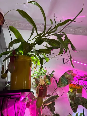 Крупный непентес домашний - Хобби и отдых в Оренбург