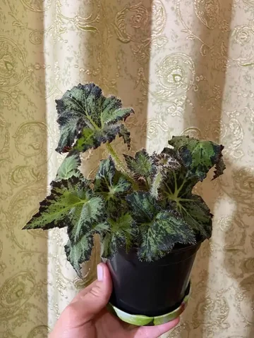 Бегония комнатное растение - частное объявление в Оренбург