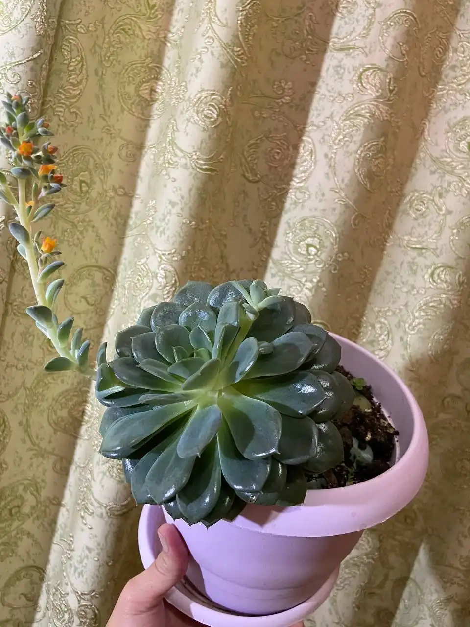 Продается крупная эхиверия в горшке 3л