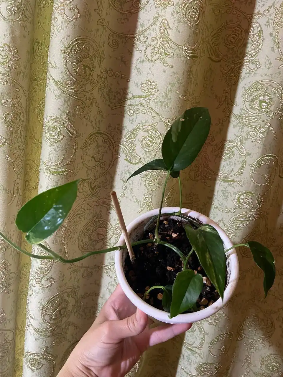 Продажа Эпипремнум Пинатум Вайт