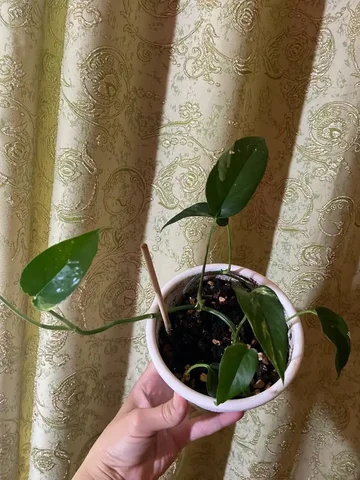 Продажа Эпипремнум Пинатум Вайт - частное объявление в Оренбург