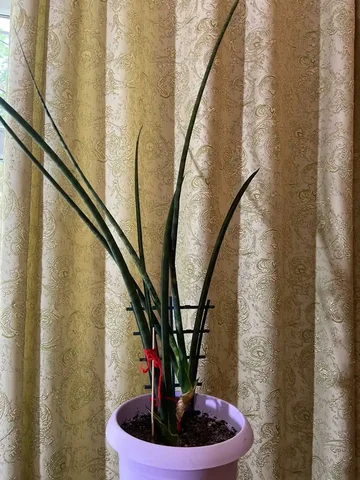 Сансивиерия комнатное растение - частное объявление в Оренбург