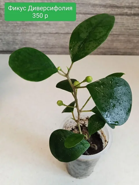 Фикусы укоренённые вегетирующие - Комнатные растения в Оренбург