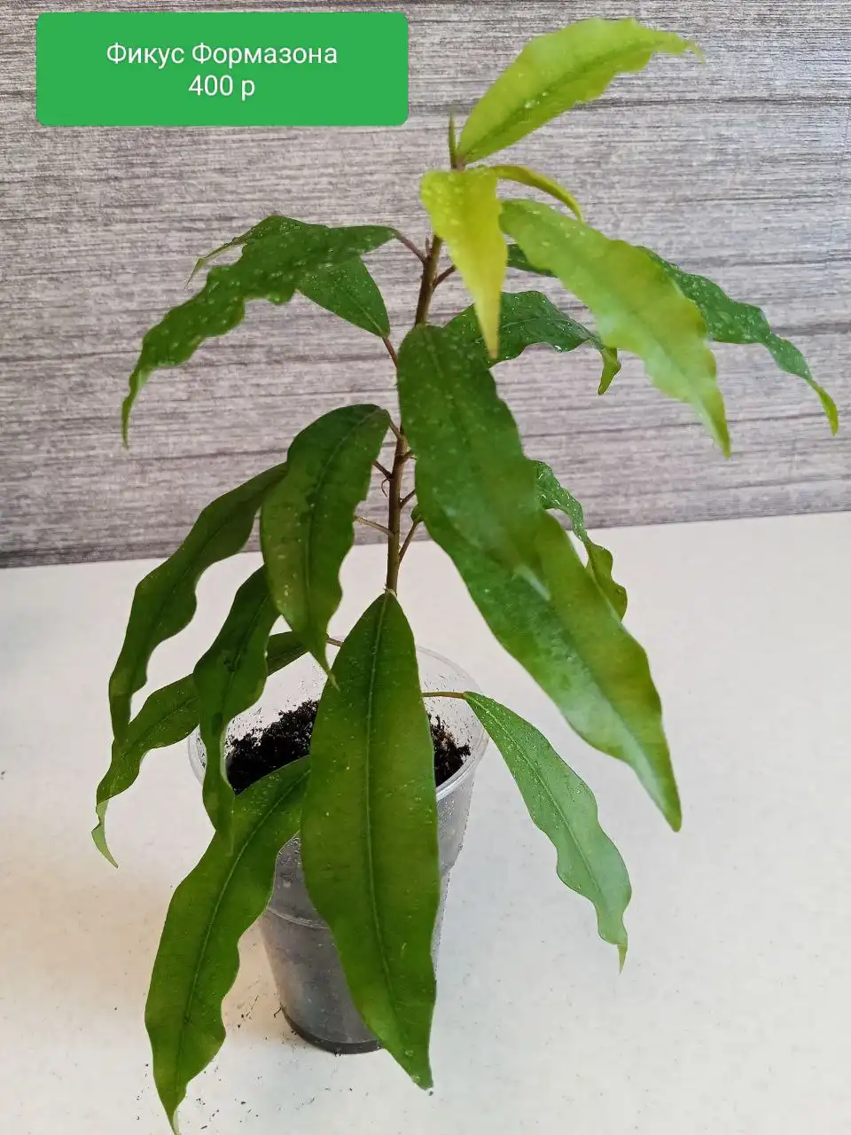 Фикусы укоренённые вегетирующие - Комнатные растения (Хобби и отдых) в Оренбург