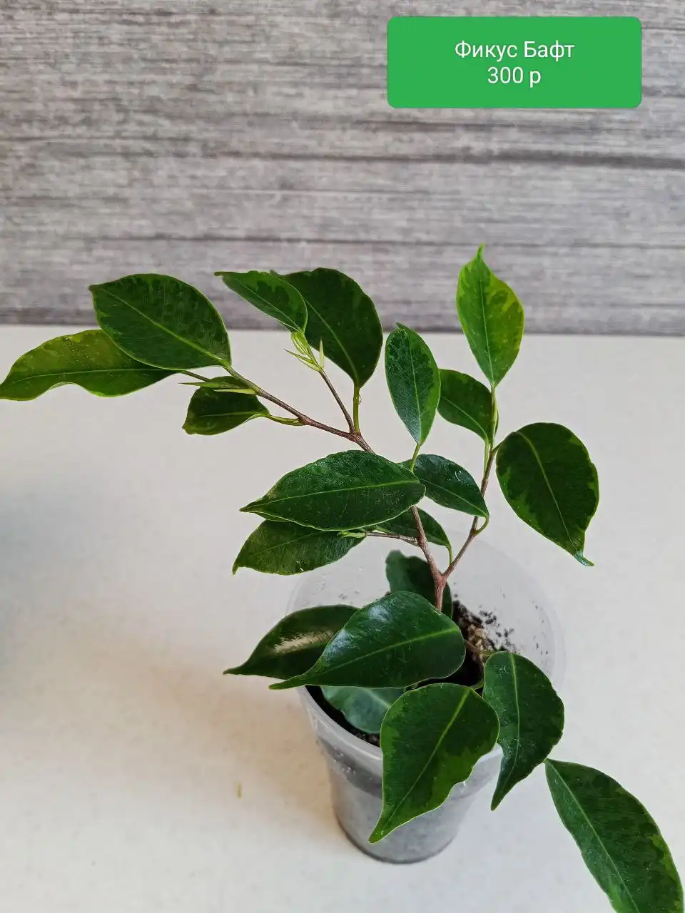 Фикусы укоренённые вегетирующие - Комнатные растения (Хобби и отдых) в Оренбург