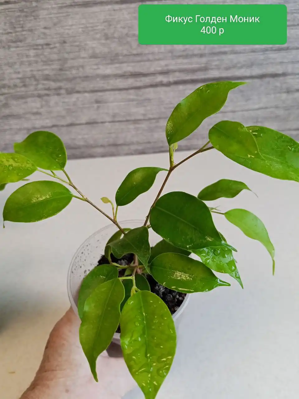 Фикусы укоренённые вегетирующие - Комнатные растения (Хобби и отдых) в Оренбург