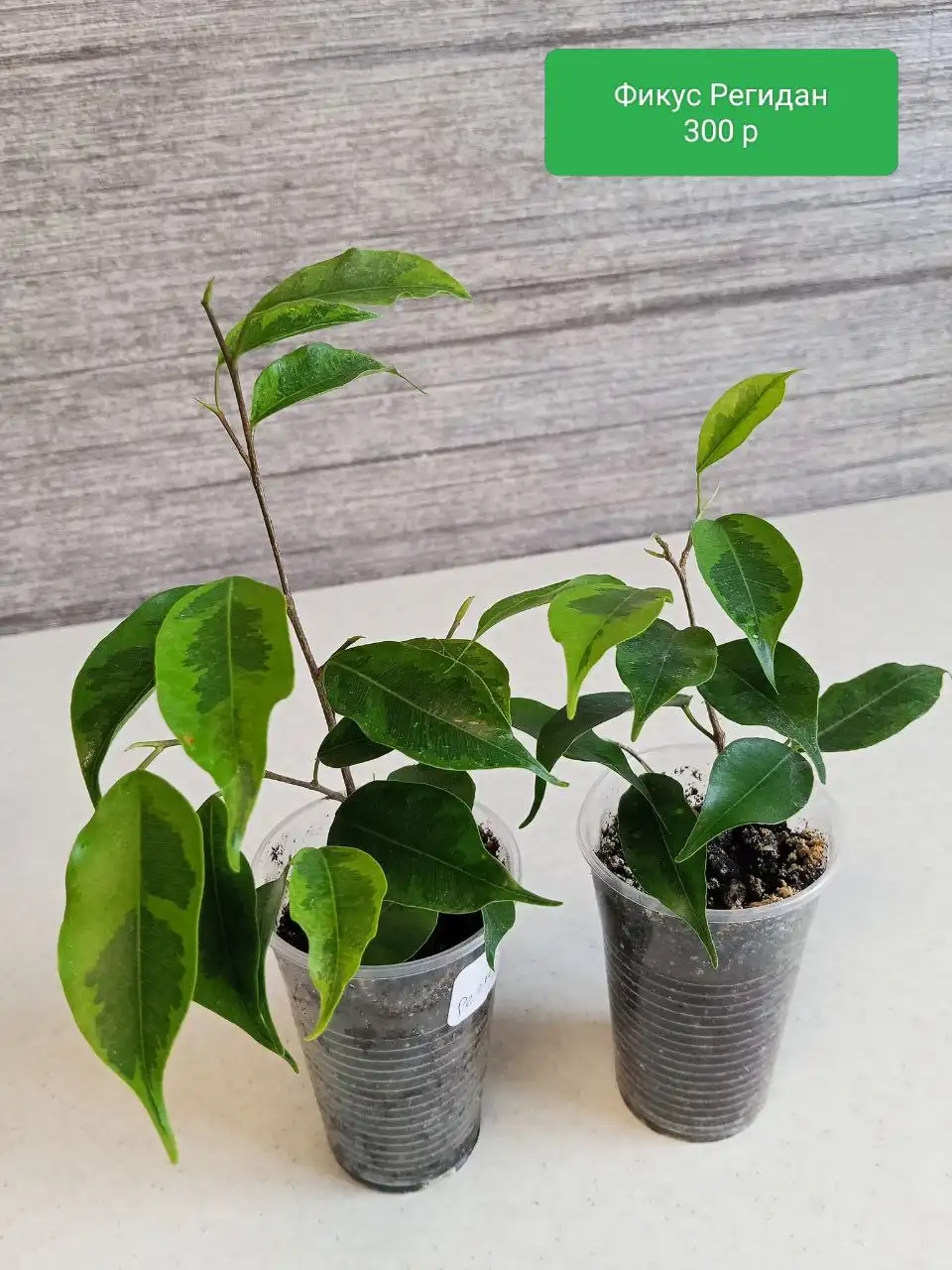 Фикусы укоренённые вегетирующие - Комнатные растения (Хобби и отдых) в Оренбург