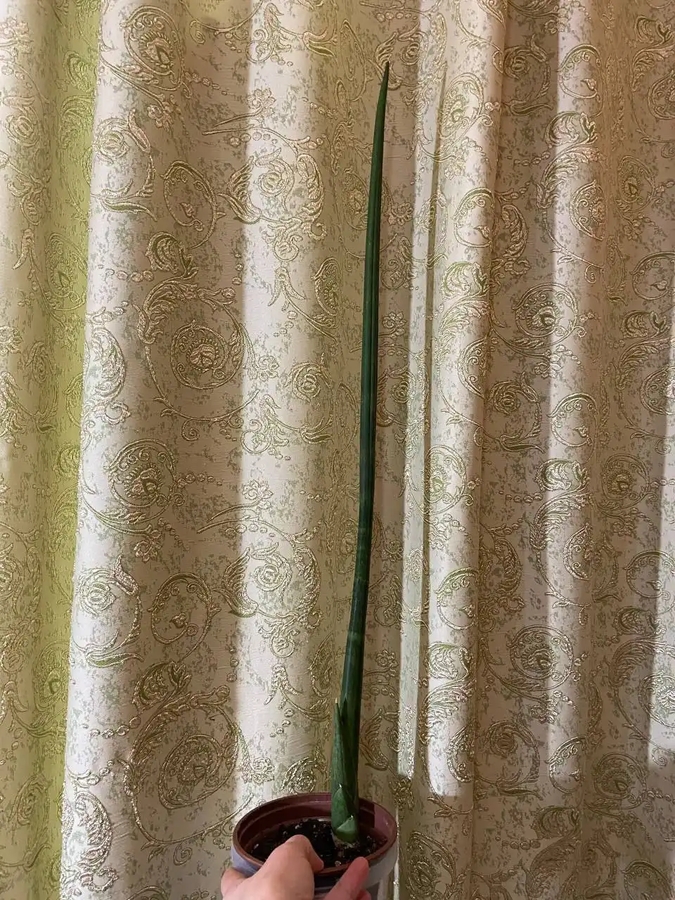 Сансивиерия для продажи - Комнатные растения (Хобби и отдых) в Оренбург