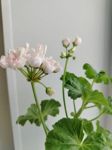 Тюльпановидная зональная пеларгония Marbacka Tulpan - частное объявление в Оренбург