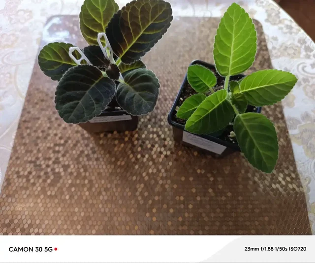 Продажа деток глоксиний - частное объявление в Оренбург