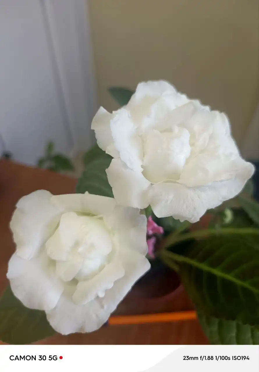 Продажа деток глоксиний