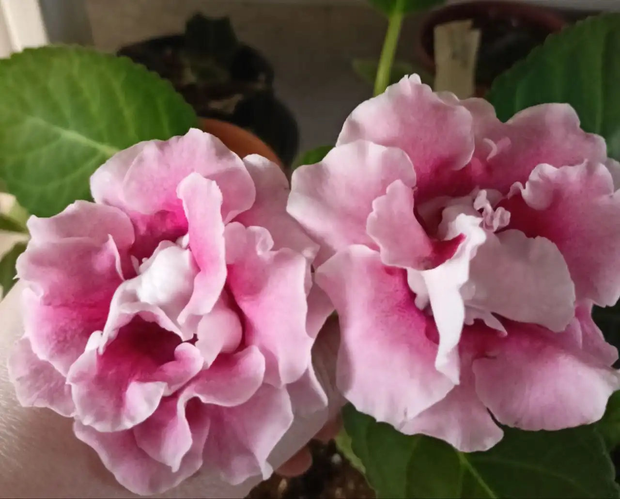 Продажа деток глоксиний