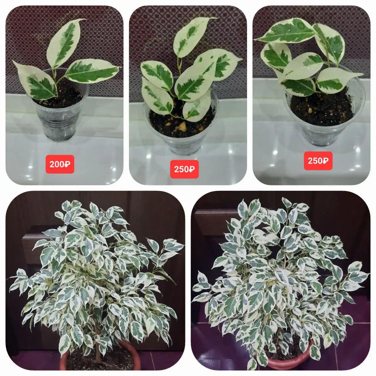 Фикус твилайт - Комнатные растения (Хобби и отдых) в Оренбург