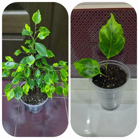 Фикус гибрид Наоми/Анастасия - Комнатные растения в Оренбург