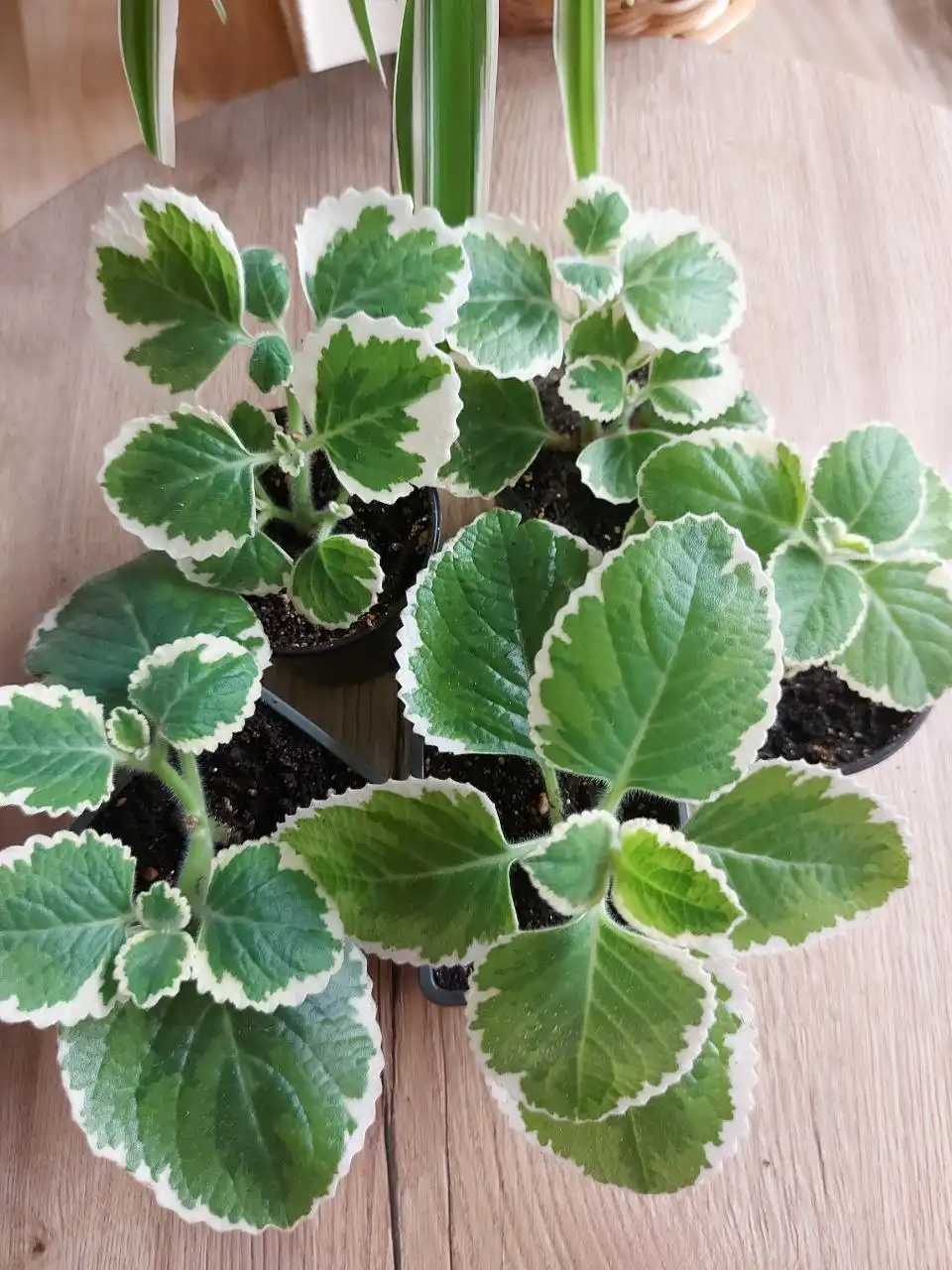 Продажа плектрантуса ампельного