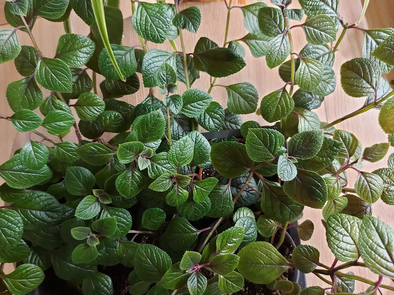 Продажа плектрантуса ампельного