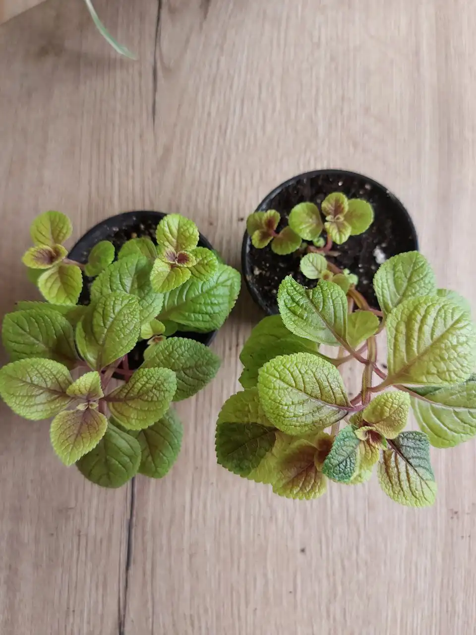 Продажа плектрантуса ампельного