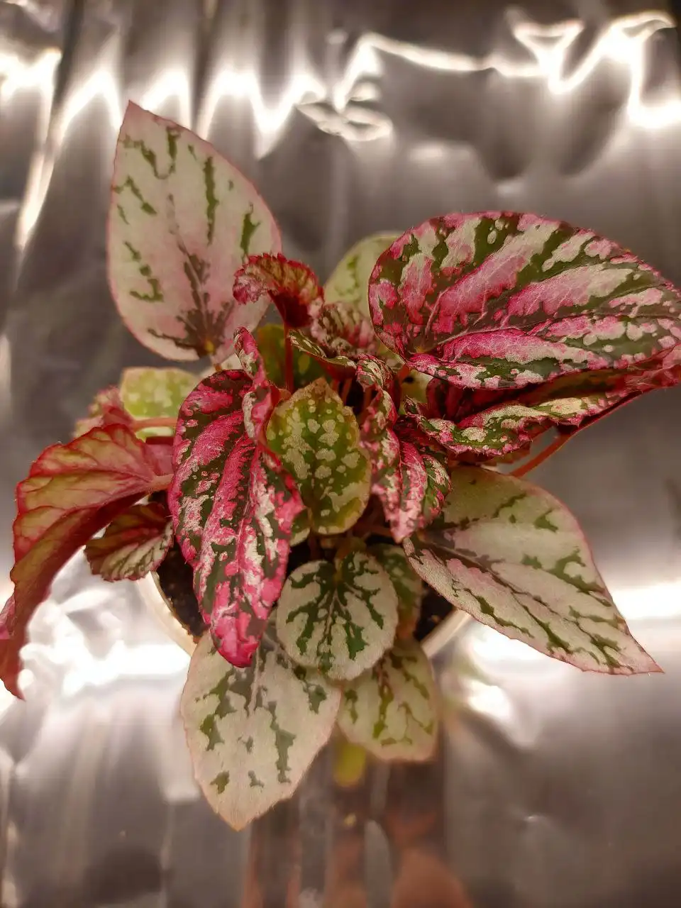 Продажа бегонии редкого сорта Piks Mayu Cancet - Комнатные растения (Хобби и отдых) в Оренбург